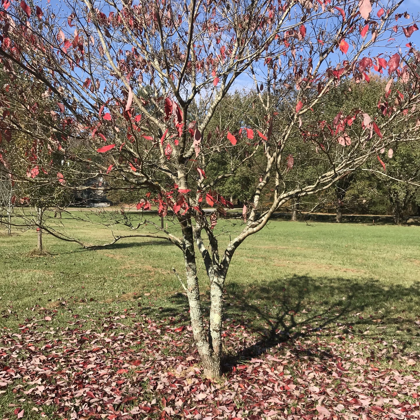 White Dogwood Tree