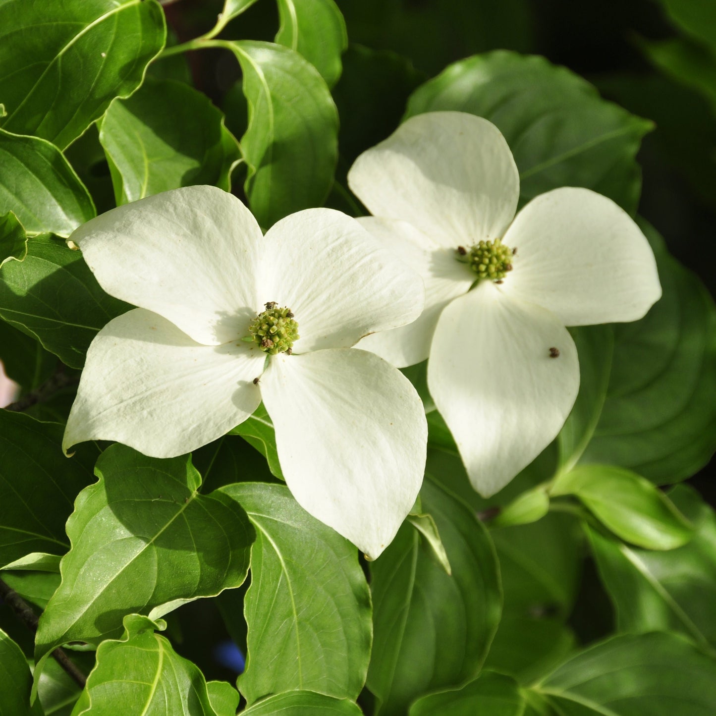 White Dogwood Tree