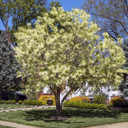 White Fringe Tree - Flowering Tree - Buy Online at Barely Rooted