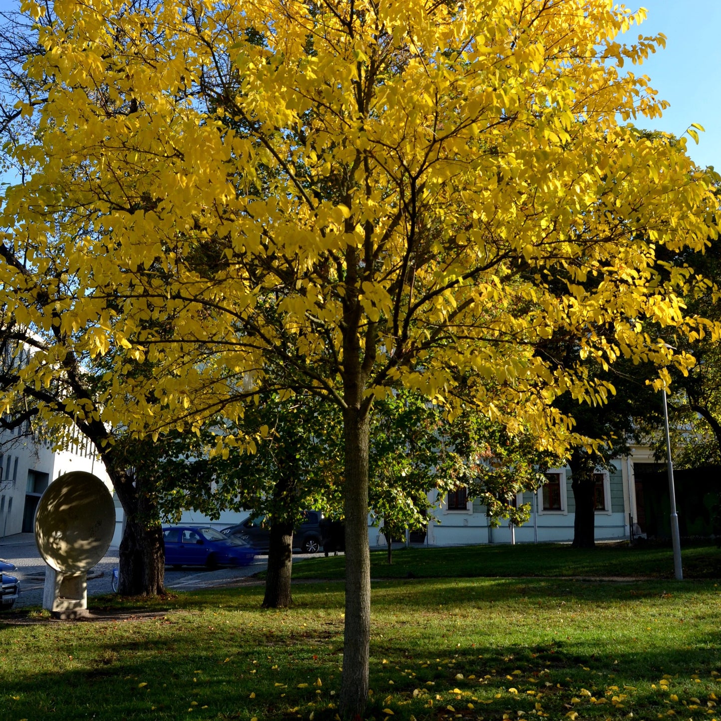 White Mulberry Tree