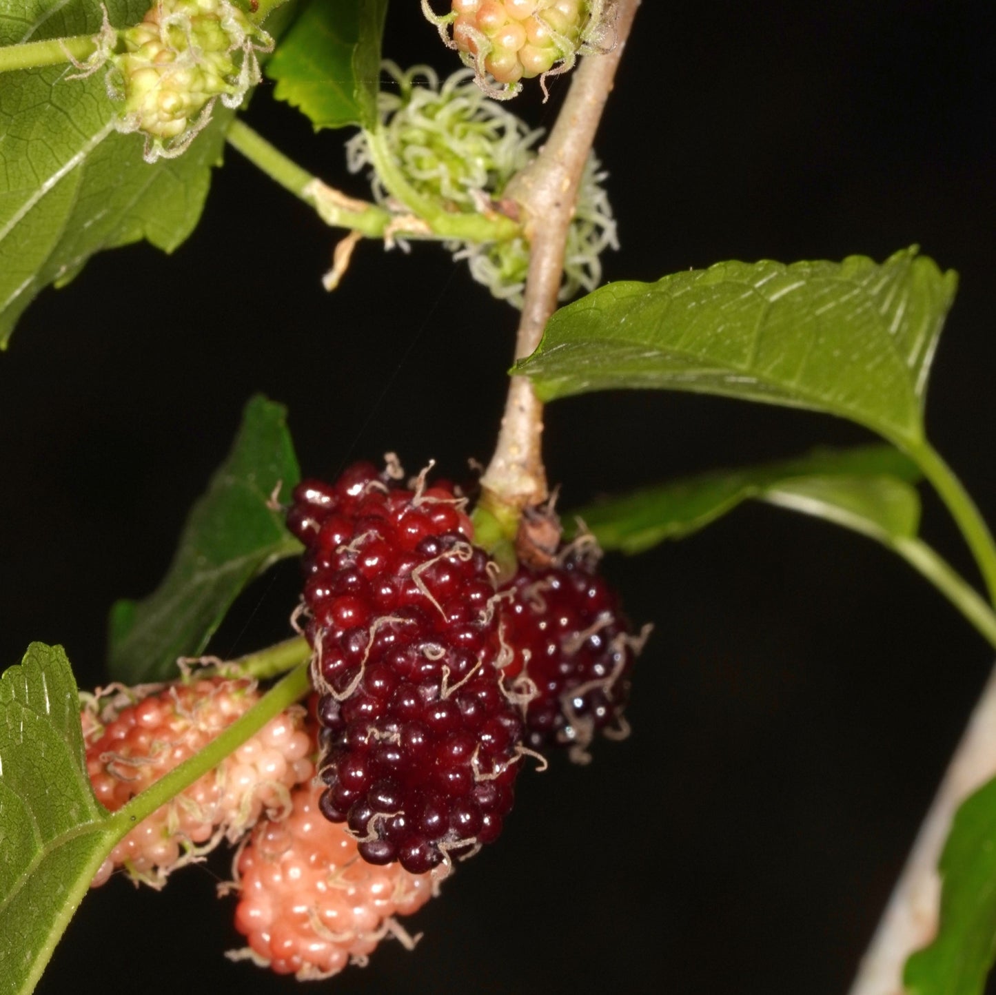 White Mulberry Tree