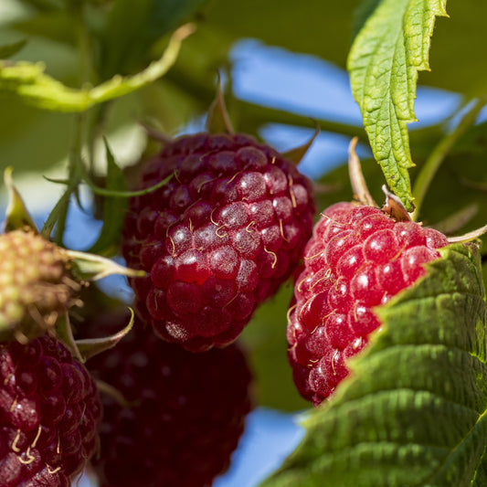 Willamette Red Raspberry Bush - Berry Plants - Buy Online at Barely Rooted