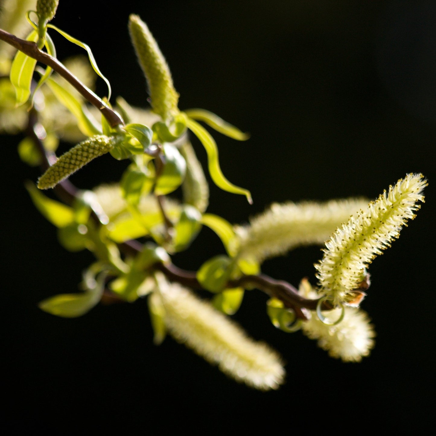 Black Willow Tree