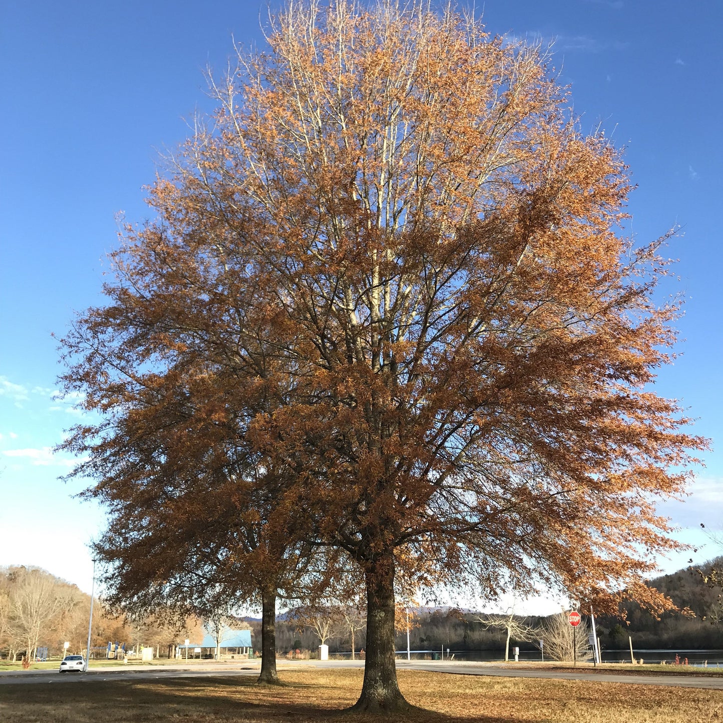 Willow Oak Tree