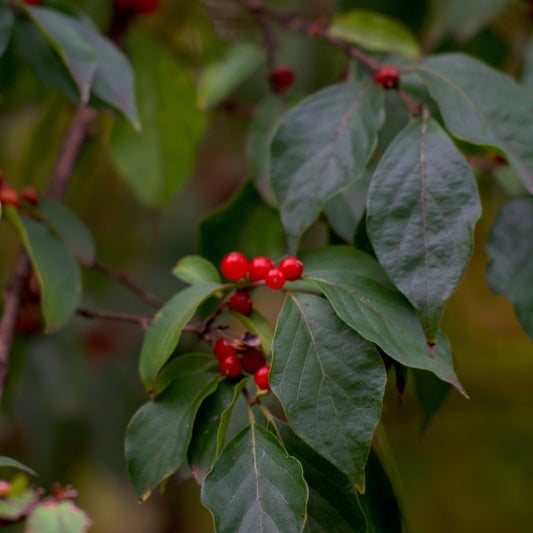 Winterberry Holly Shrub