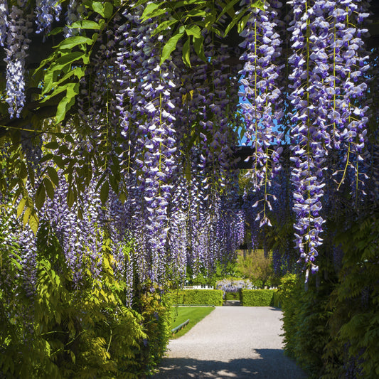 Chinese Wisteria