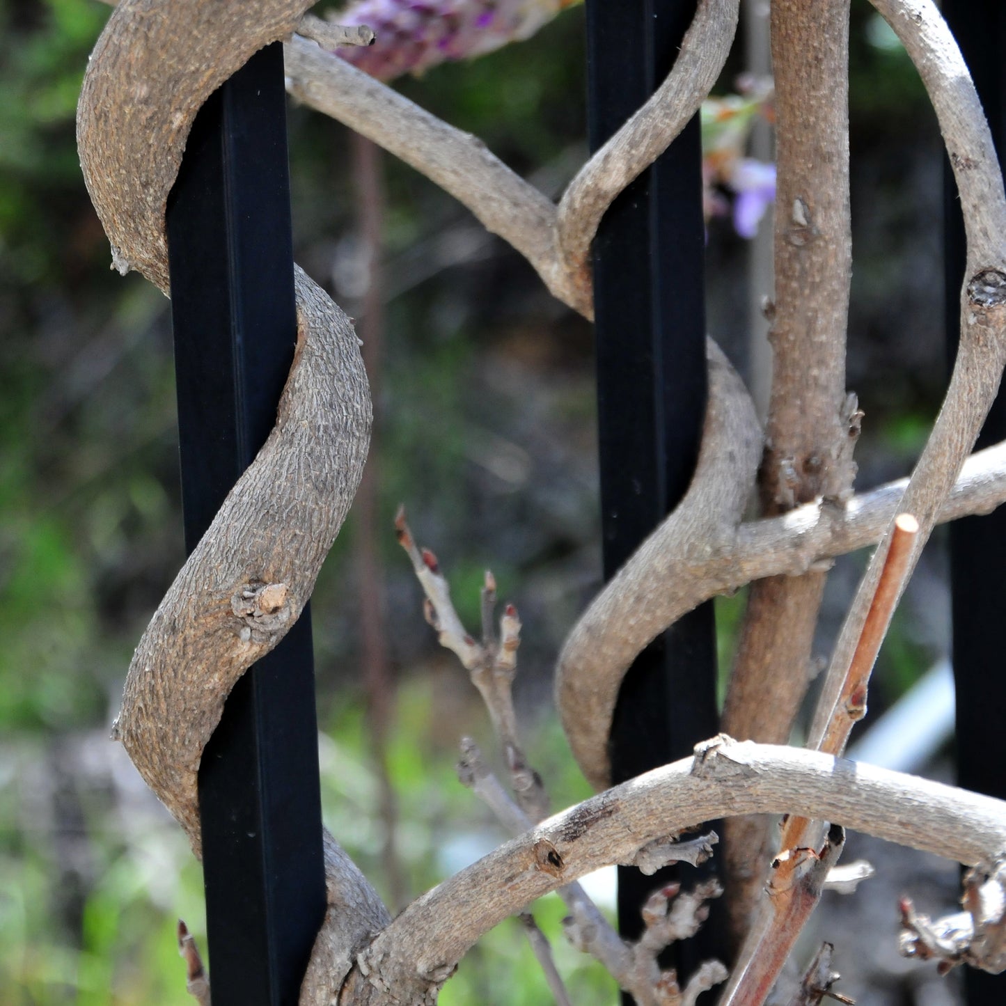 Chinese Wisteria