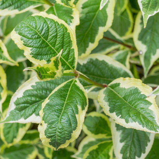 Variegated Weigela Bush