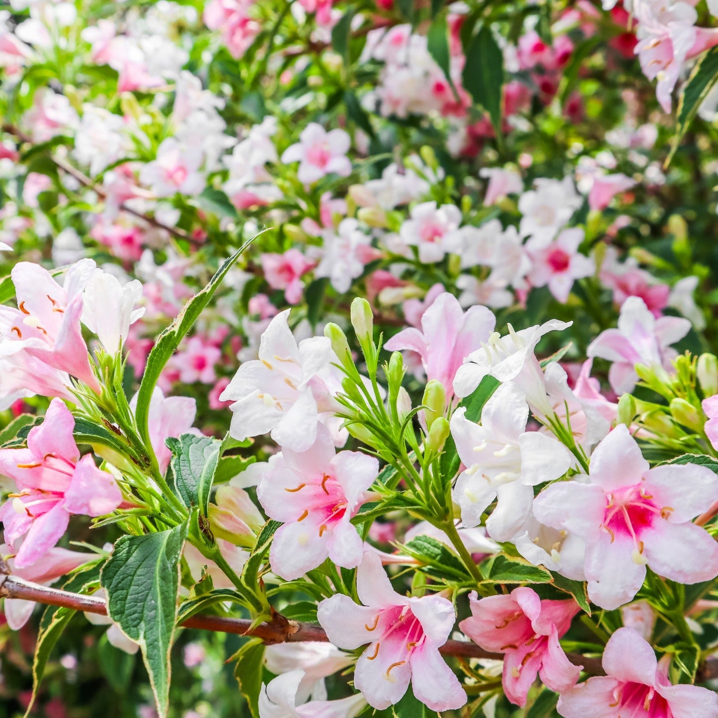 Variegated Weigela Bush