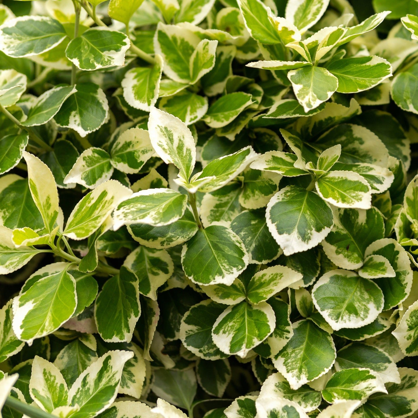 Variegated Weigela Bush