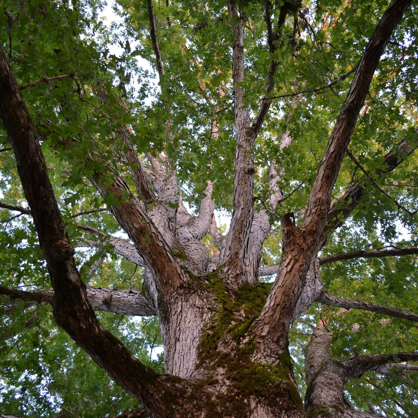 White Oak Tree