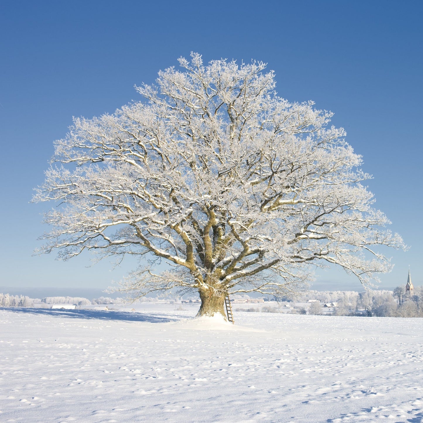 White Oak Tree