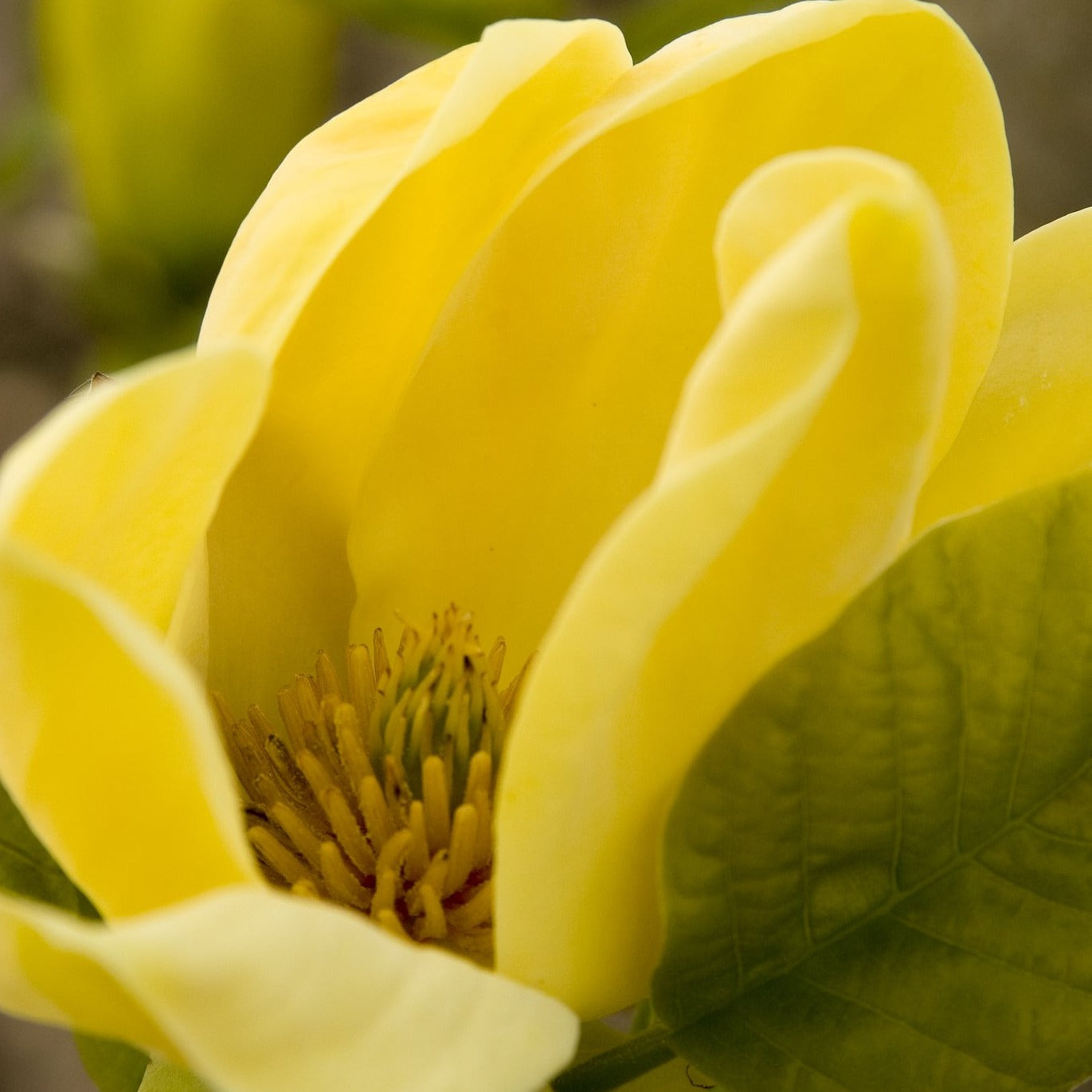 Yellow Bird Magnolia Tree