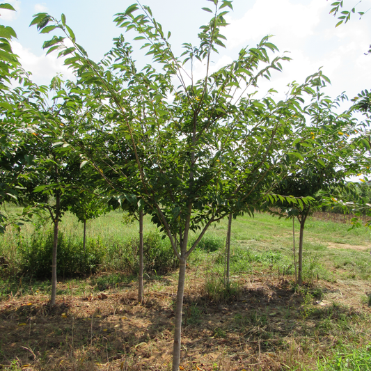 Yoshino Cherry Tree