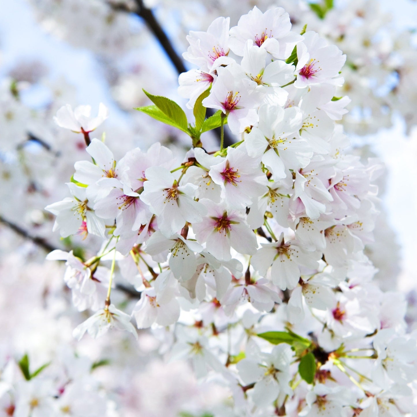 Yoshino Cherry Tree