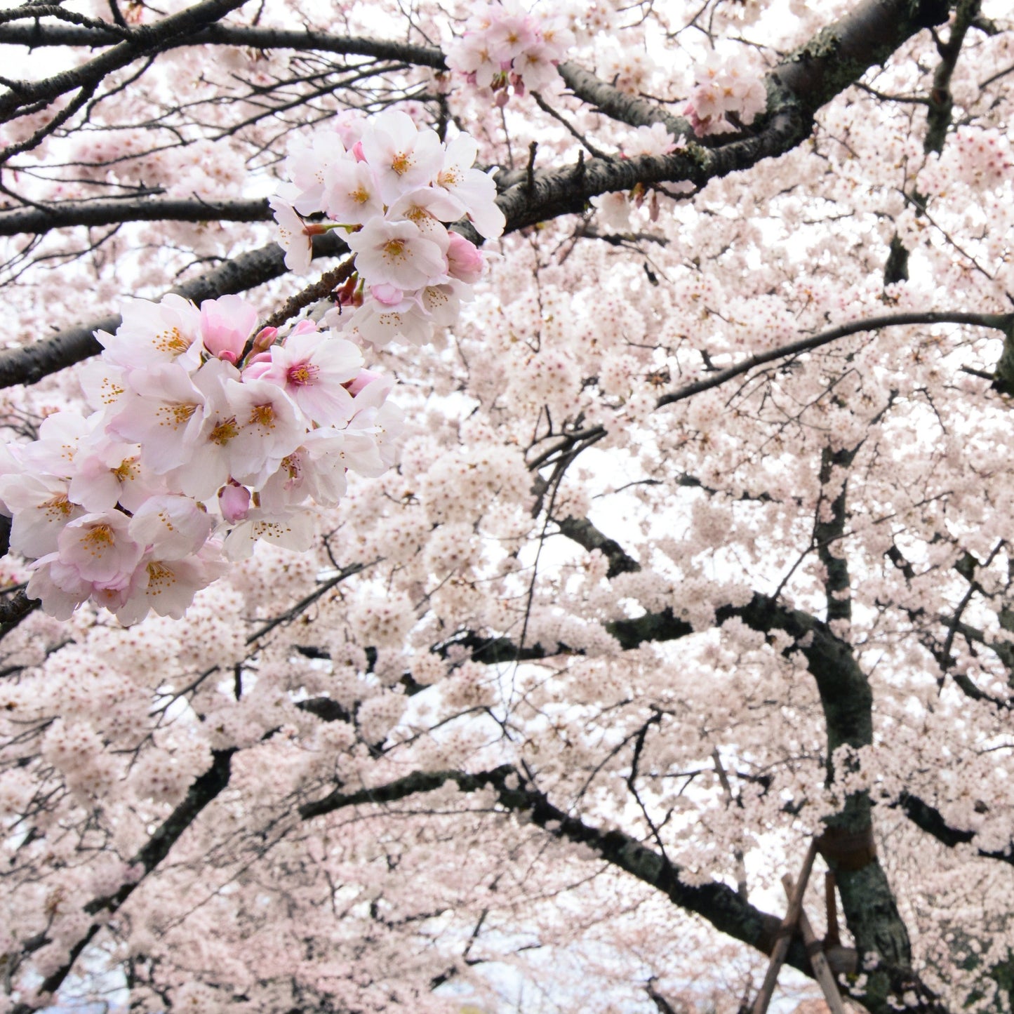 Yoshino Cherry Tree