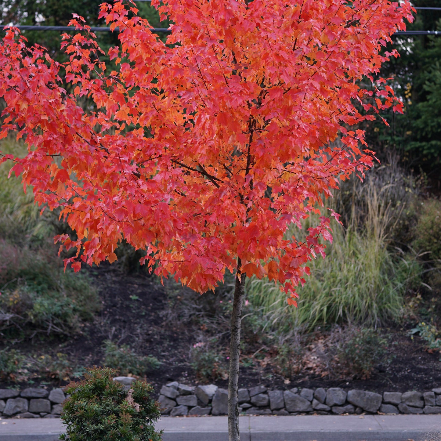 Amur Flame Maple Tree