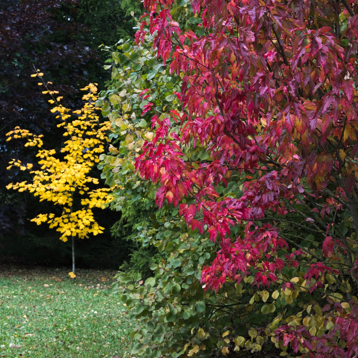 Amur Flame Maple Tree