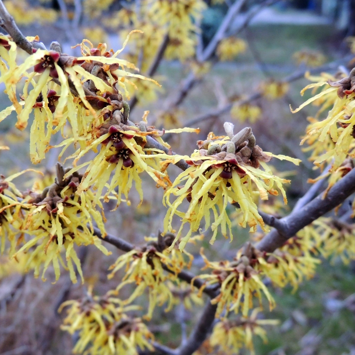 Vernal Witch Hazel Shrub