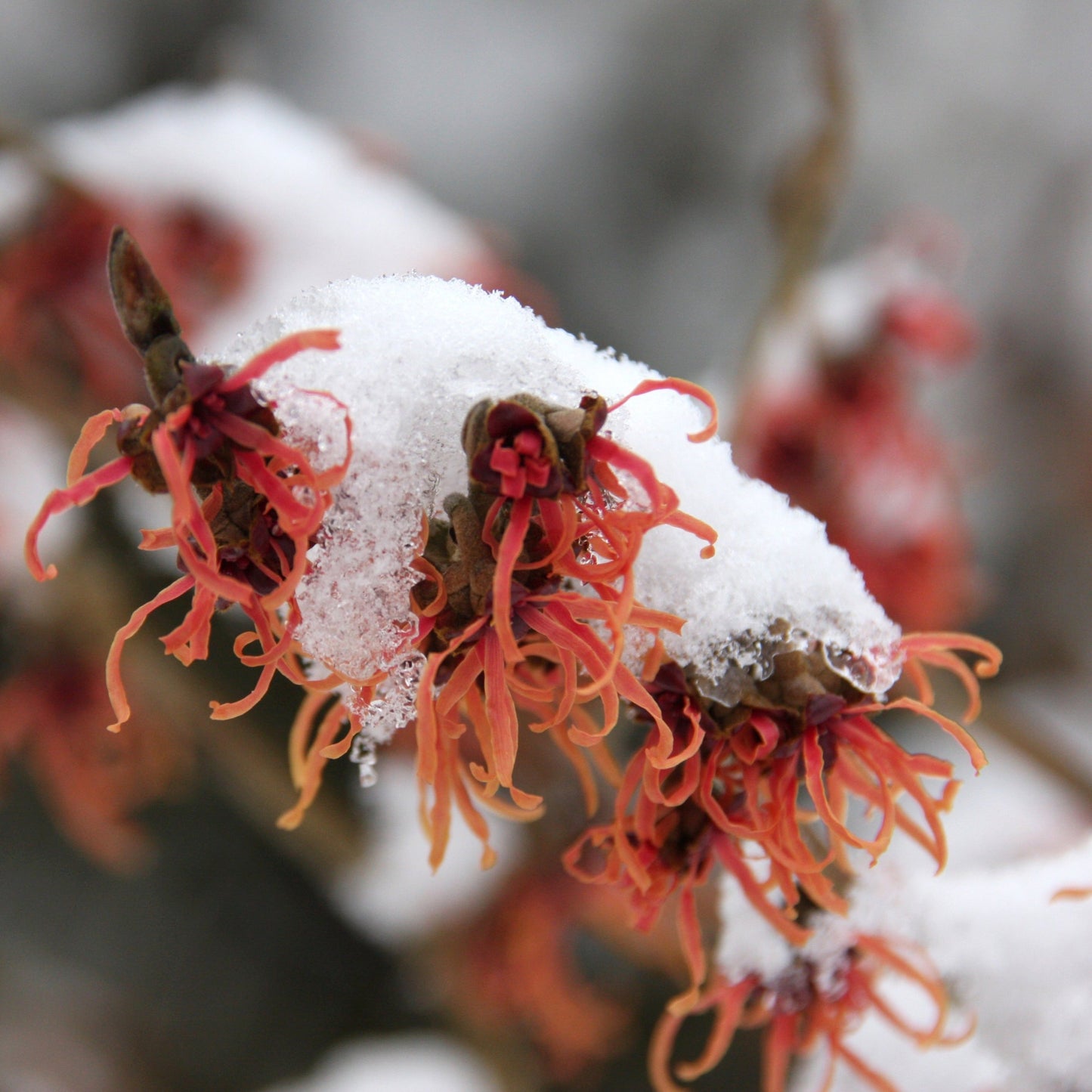 Vernal Witch Hazel Shrub