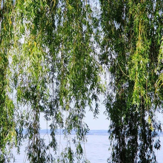 Weeping Willow Tree