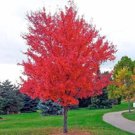 Autumn Blaze Maple Tree - Shade Tree - Buy Online at Barely Rooted